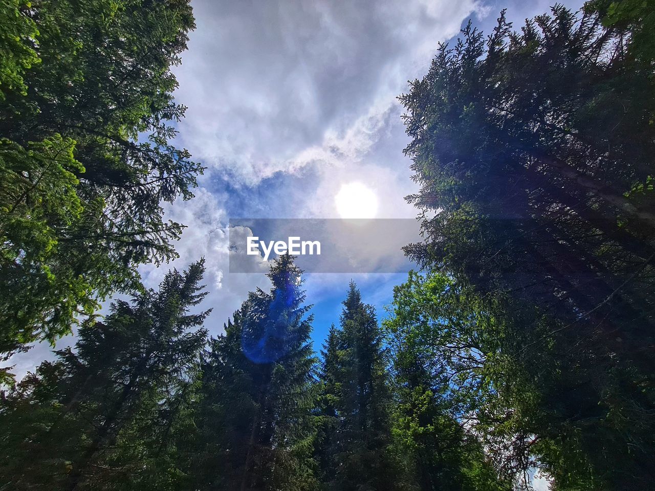 LOW ANGLE VIEW OF TREE AGAINST SKY