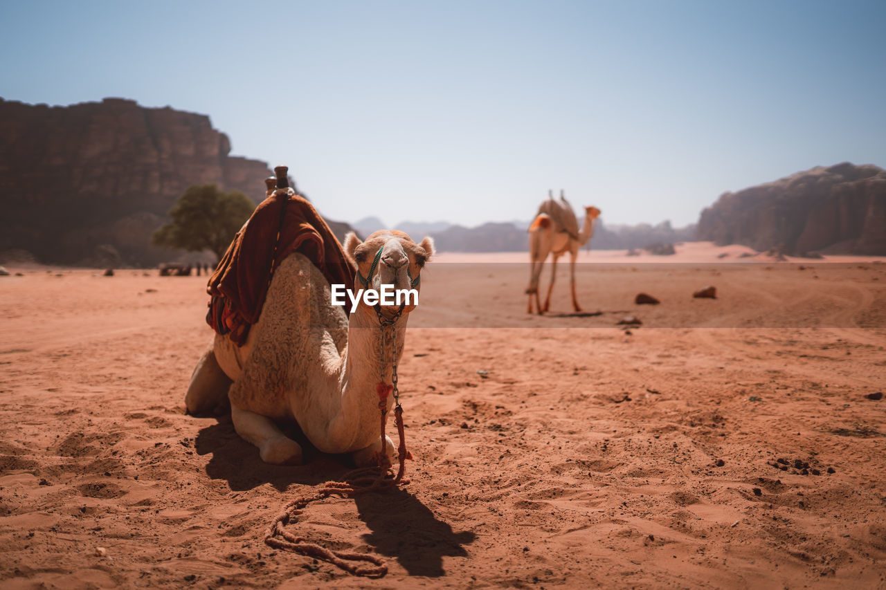 Camel of camel in desert