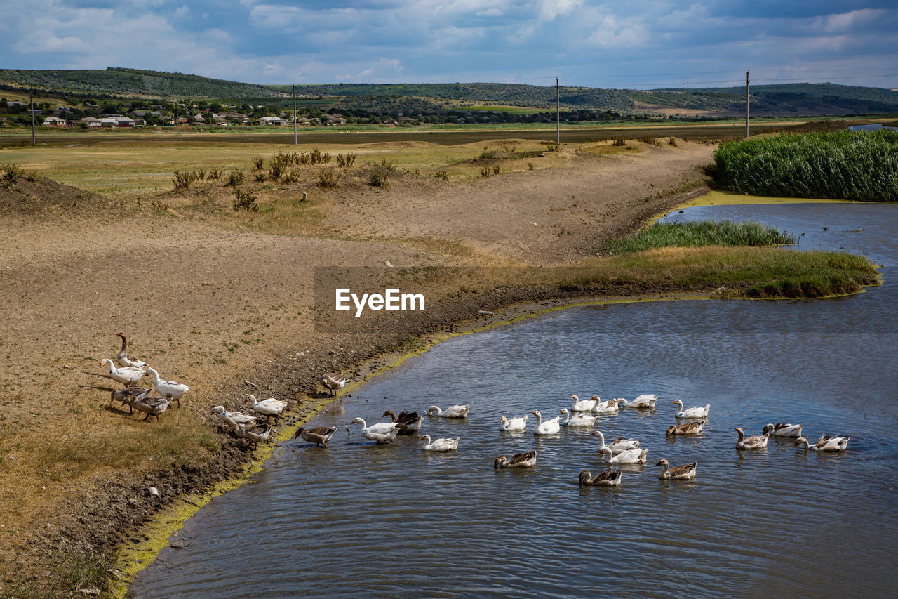 SWANS SWIMMING ON LAKE