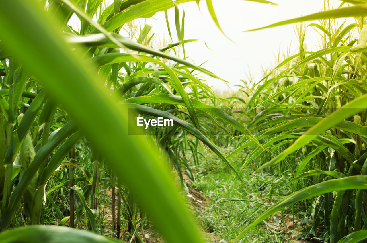 Picture of corn cob in organic corn field.