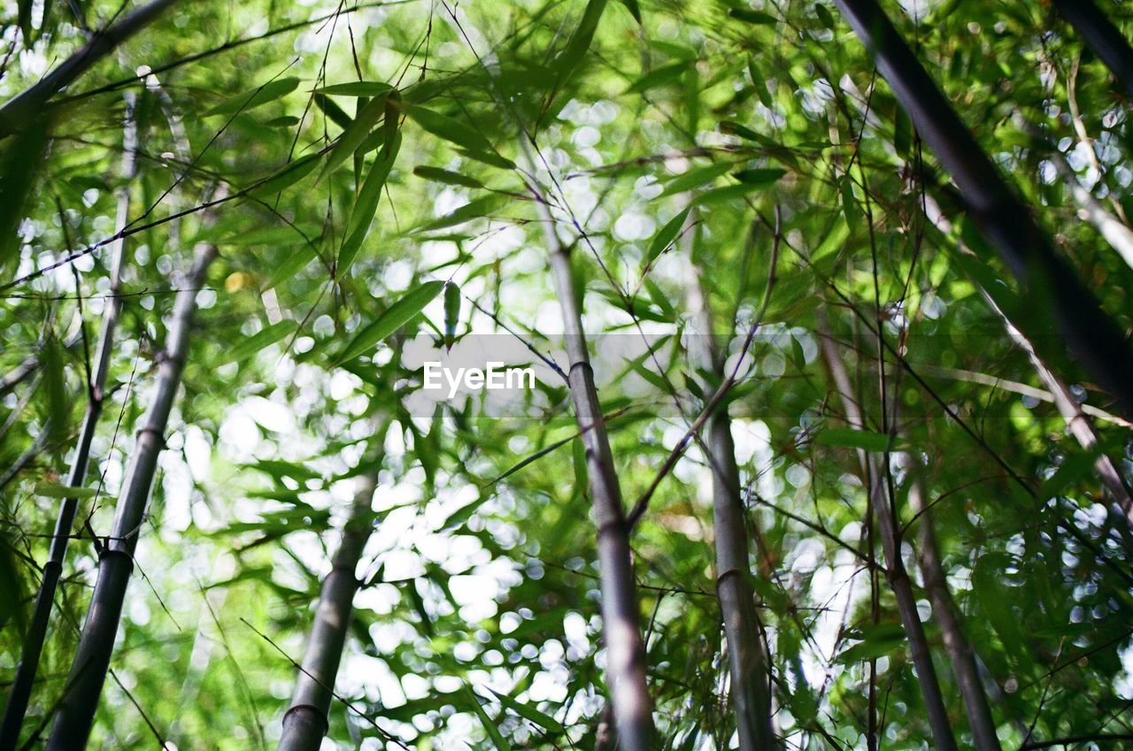 Low angle view of bamboo plants growing outdoors