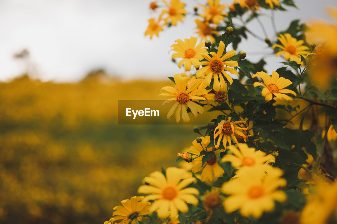 yellow, plant, flower, flowering plant, beauty in nature, freshness, sunlight, nature, autumn, sky, landscape, leaf, growth, plant part, close-up, field, rural scene, land, no people, environment, macro photography, flower head, outdoors, selective focus, focus on foreground, multi colored, meadow, summer, fragility, blossom, wildflower, day, scenics - nature, springtime, plain, tranquility, grass, agriculture, inflorescence, tree, vibrant color, sunset, botany, prairie, non-urban scene, food, food and drink, petal, sun