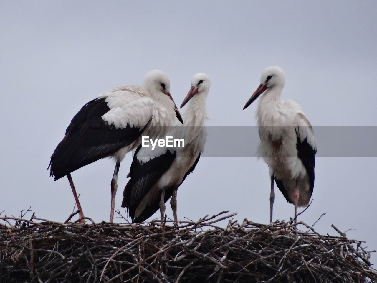 Close-up of birds perching on nest against sky