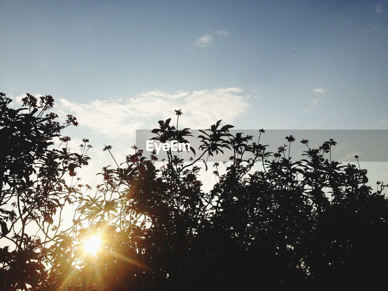 Silhouette trees against bright sun at sunset