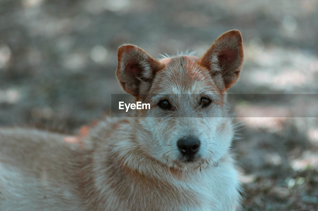 Portrait of dog standing outdoors