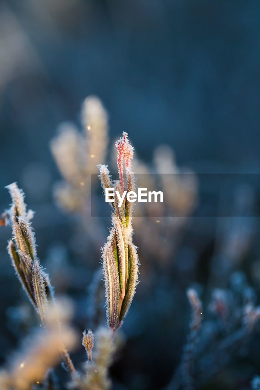 Close-up of frozen plants