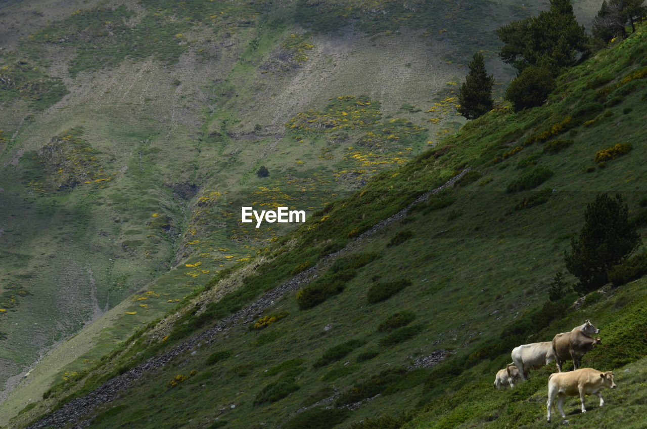 high angle view of goats on mountain