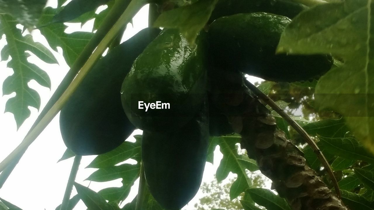 LOW ANGLE VIEW OF LEAVES ON TREE