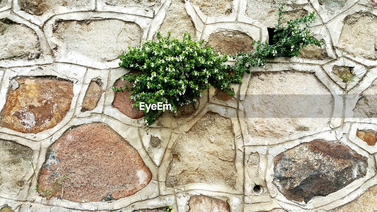 Plant growing against stone wall
