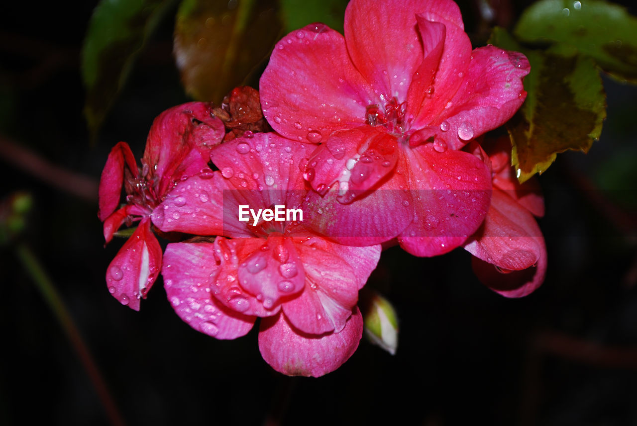 CLOSE-UP OF WATER DROPS ON PINK FLOWER