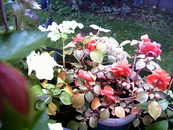 CLOSE-UP OF PINK FLOWERS BLOOMING IN PARK