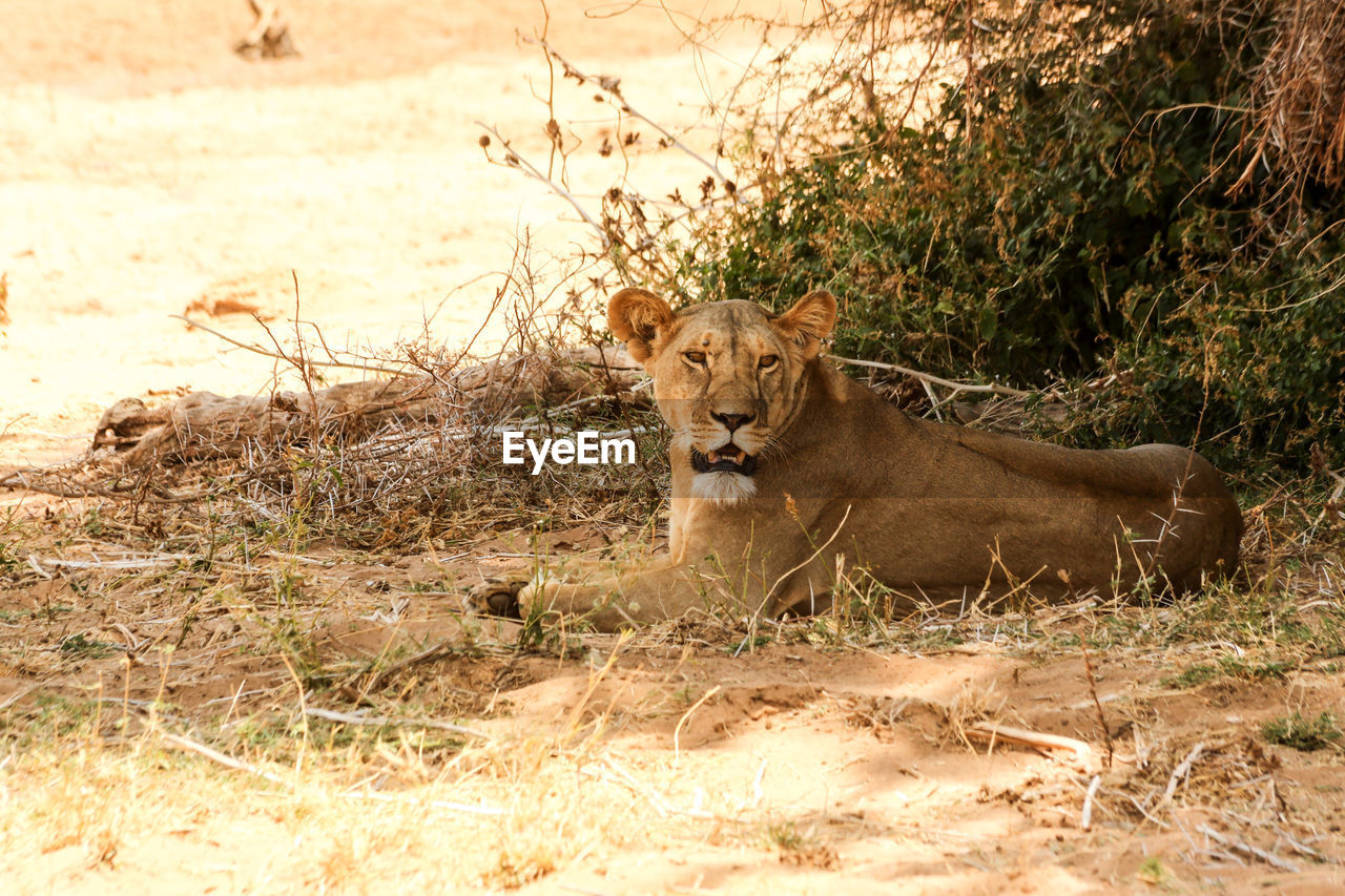 Lioness resting on field against plants