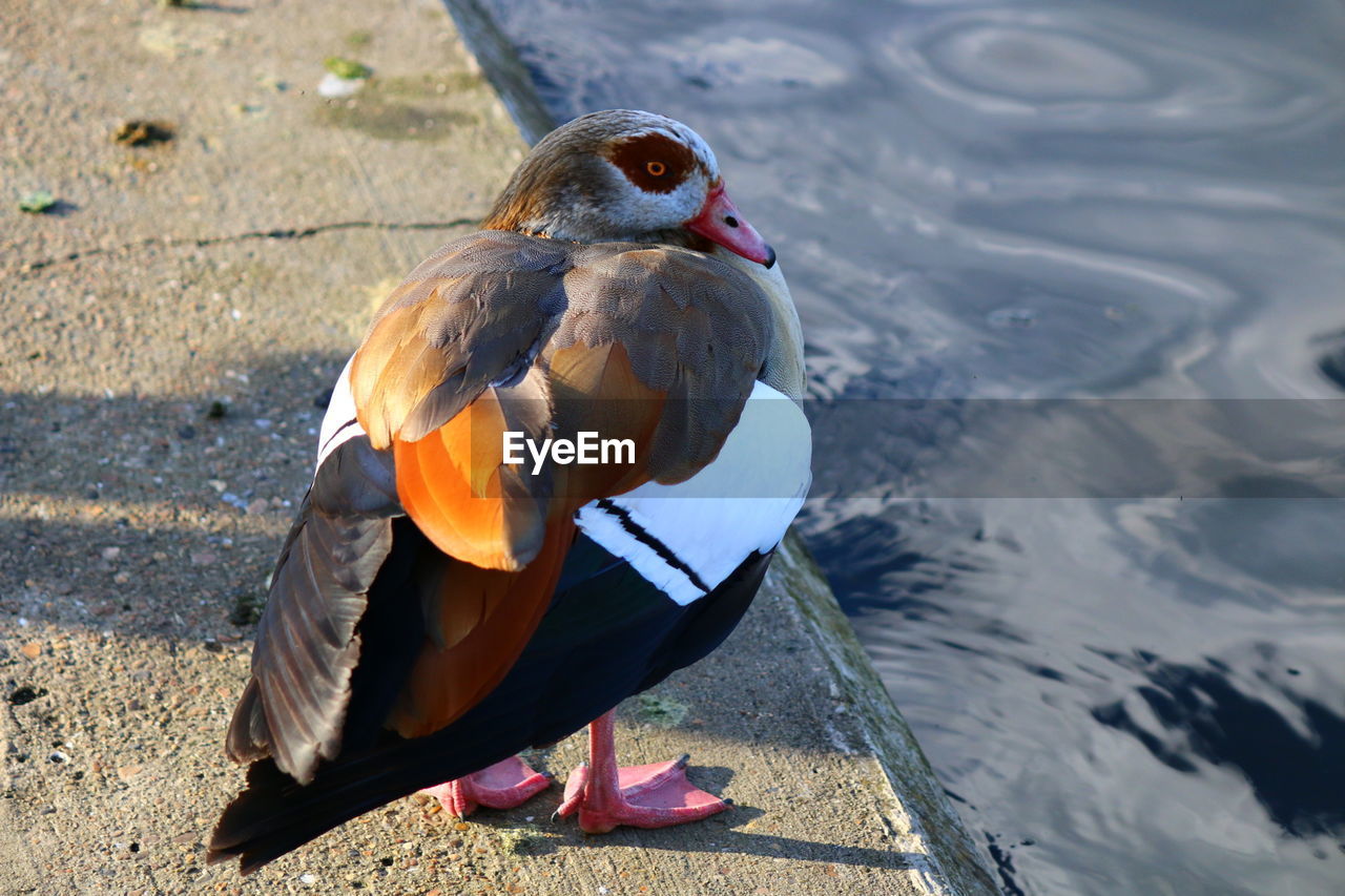 Close-up of mandarin duck at lakeshore