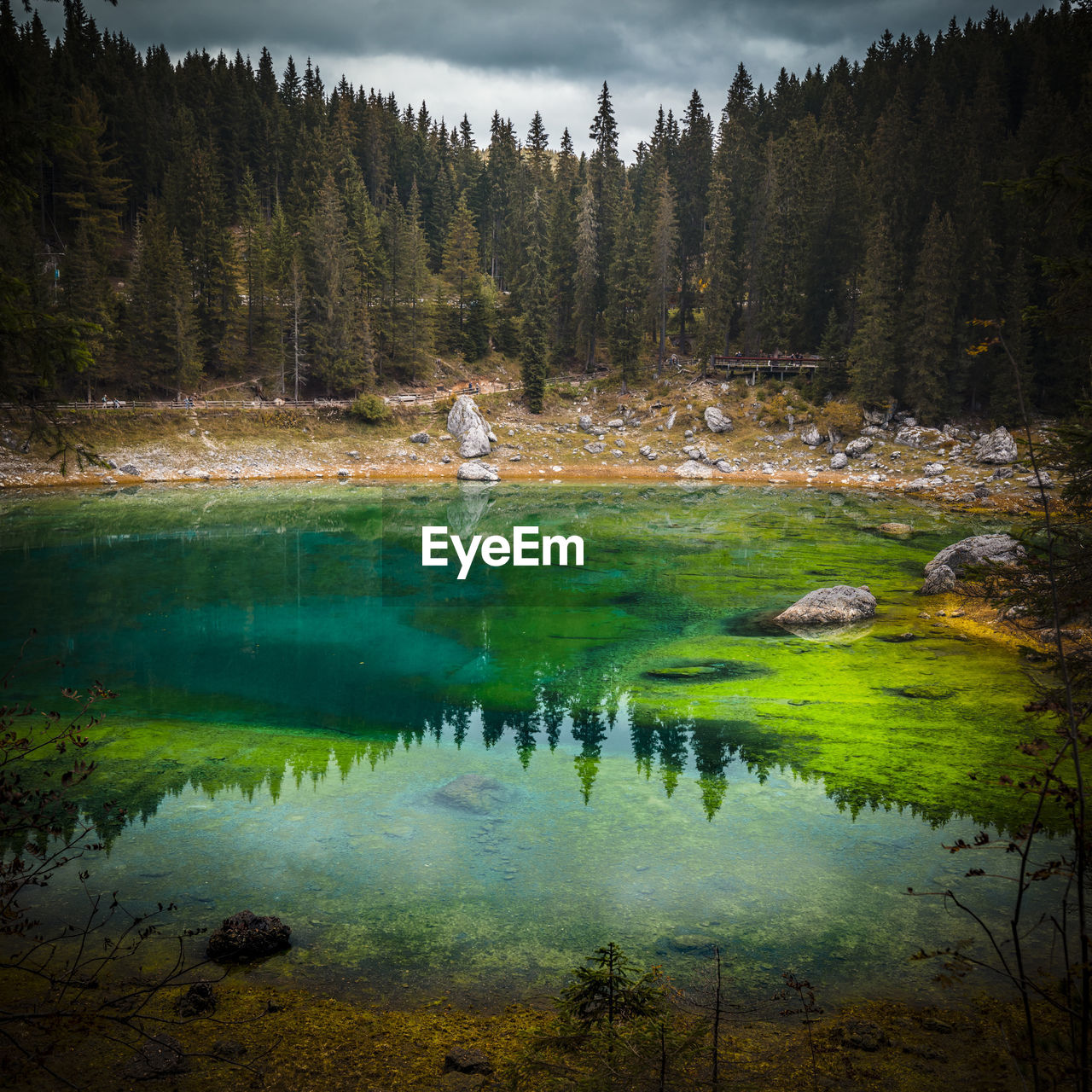 Scenic view of lake in forest