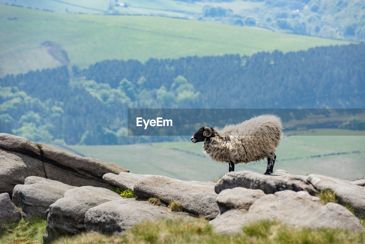 A hairy male sheep on the horizon, kinder scout north face, peak district