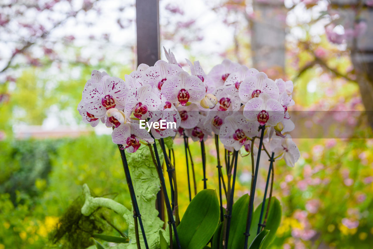 Close-up of pink flowering plant