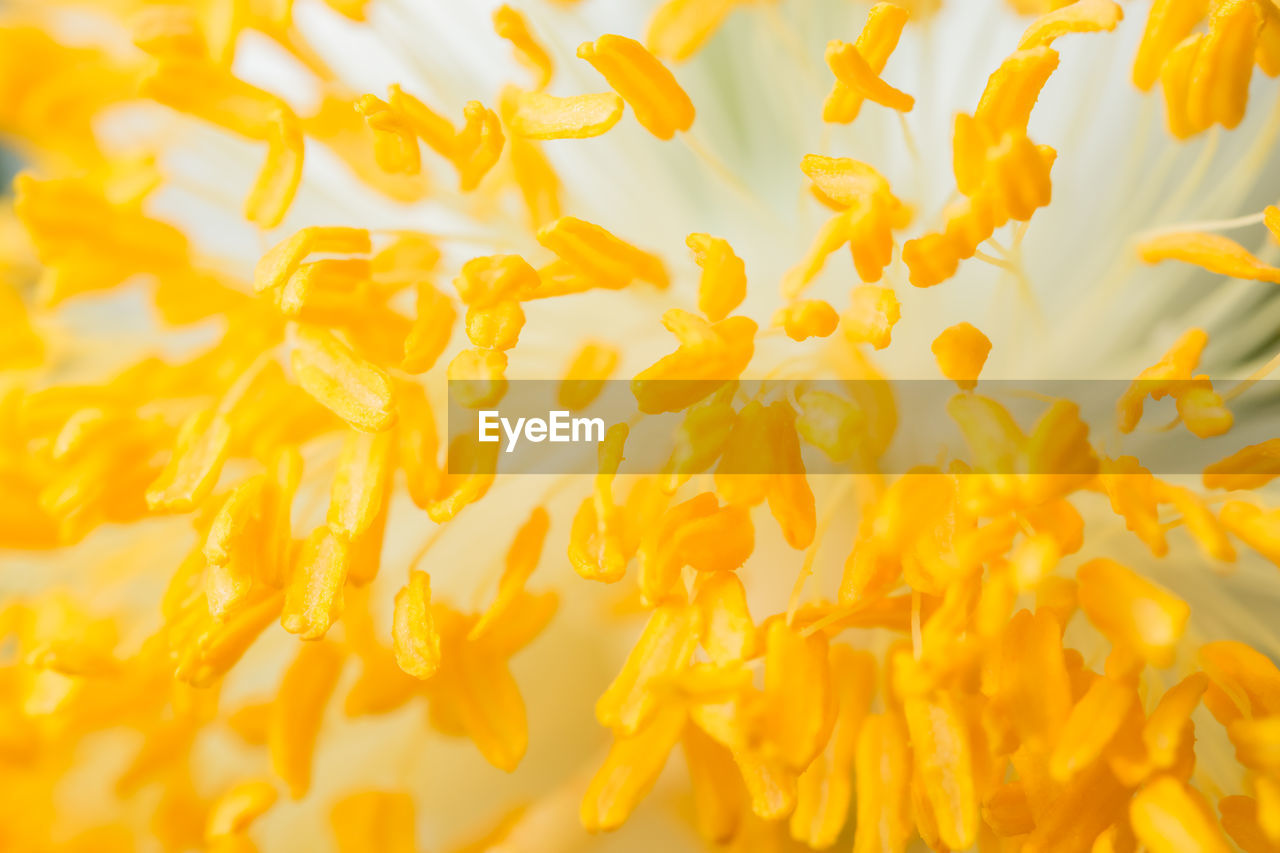 Close-up of yellow marigold