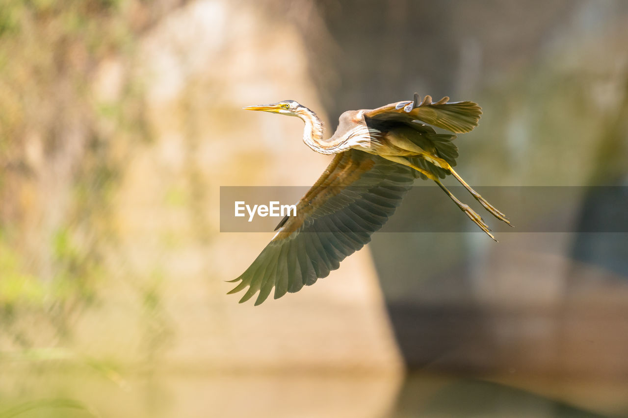 Imperial heron in flight landing at its perch on the river