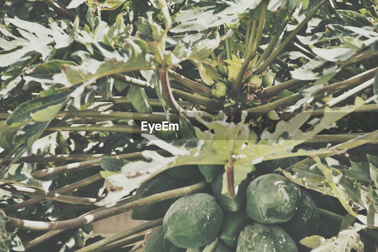 Low angle view of pawpaw tree