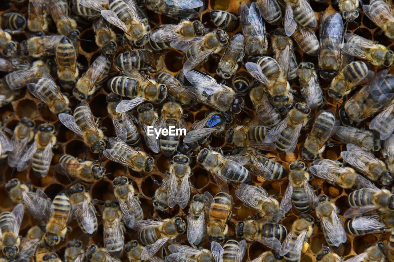 HIGH ANGLE VIEW OF BEE ON FLOOR