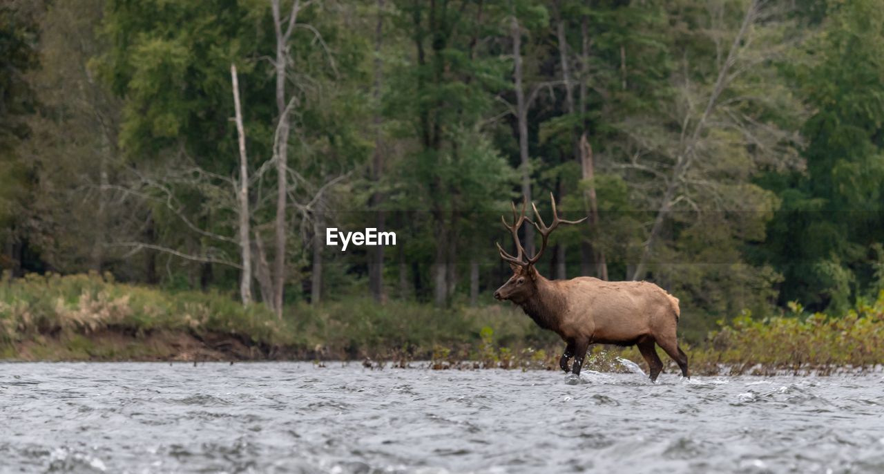 Side view of elk wading in river