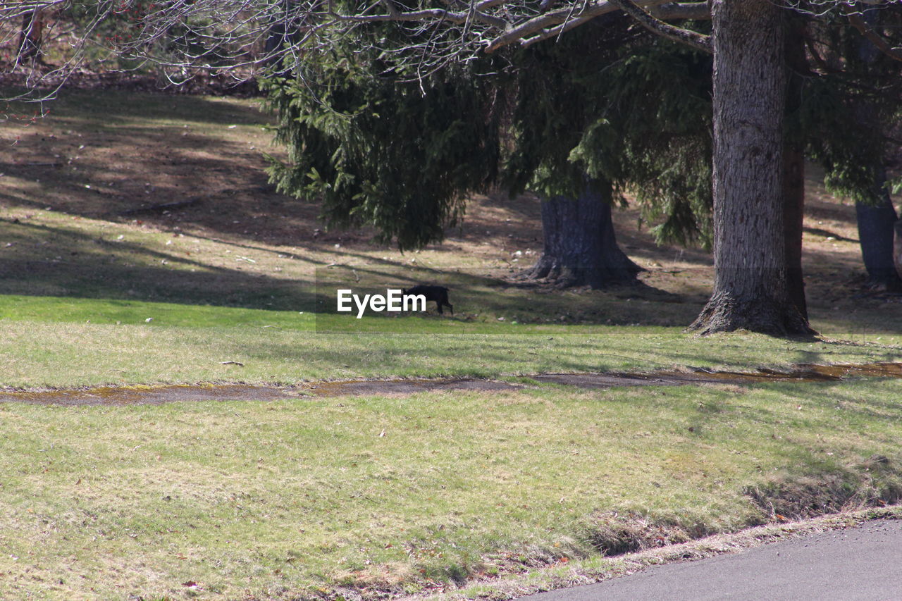 TREES ON GRASSY FIELD