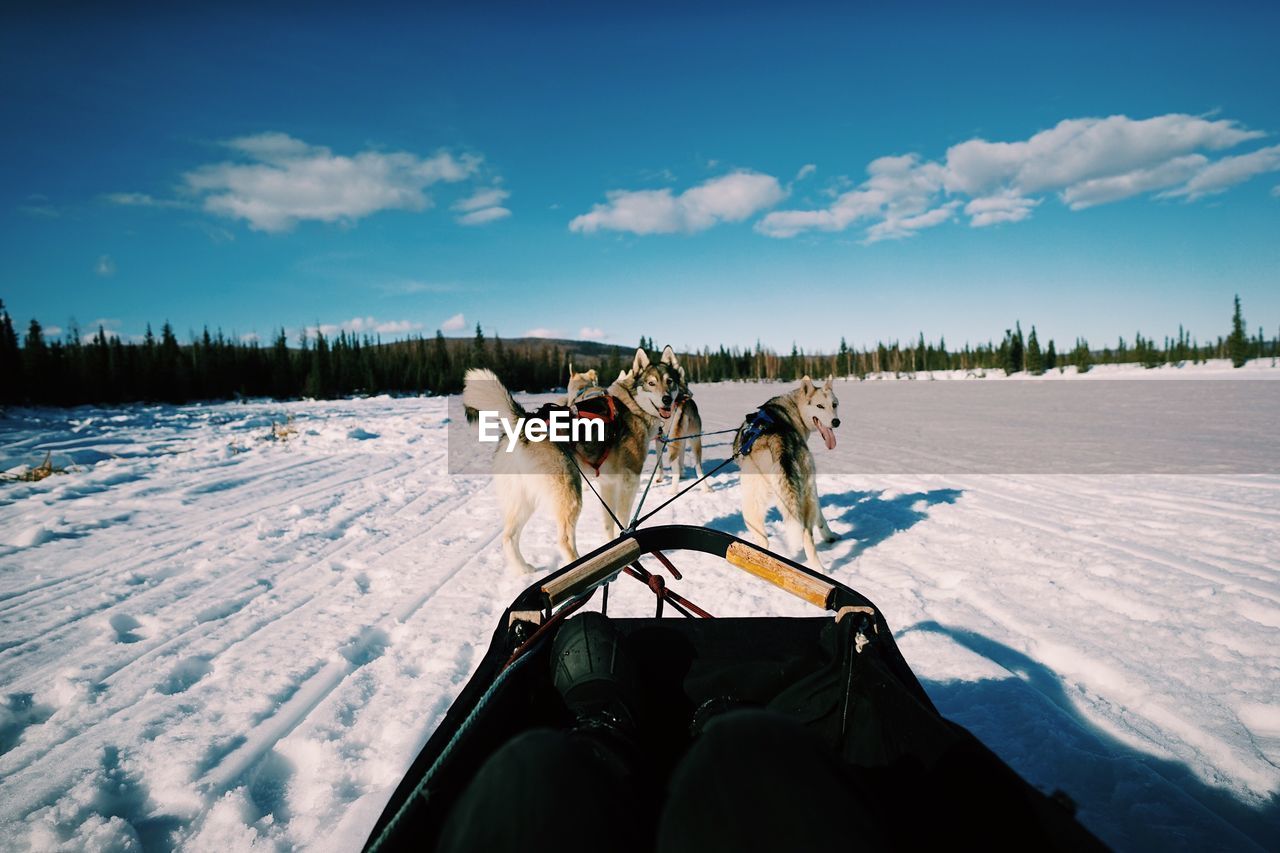 Dog sled on snow covered landscape