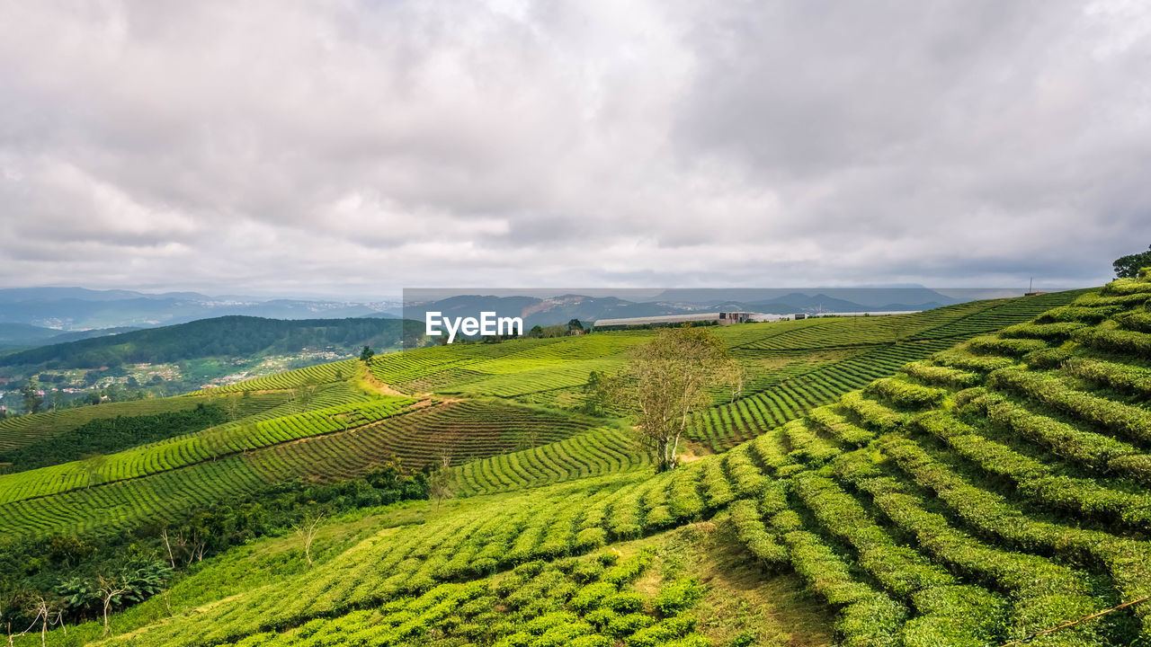 SCENIC VIEW OF RICE FIELD AGAINST SKY