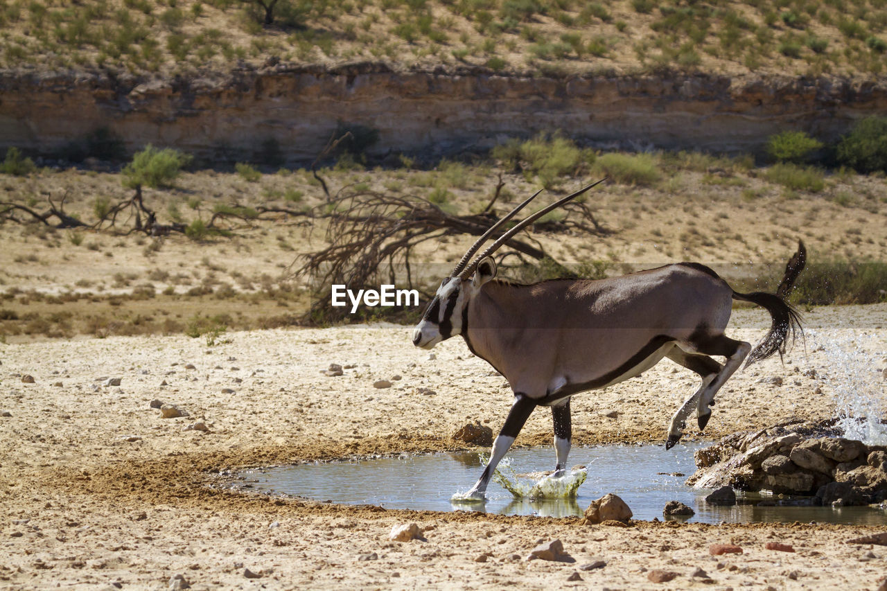 Antelope jumping in puddle