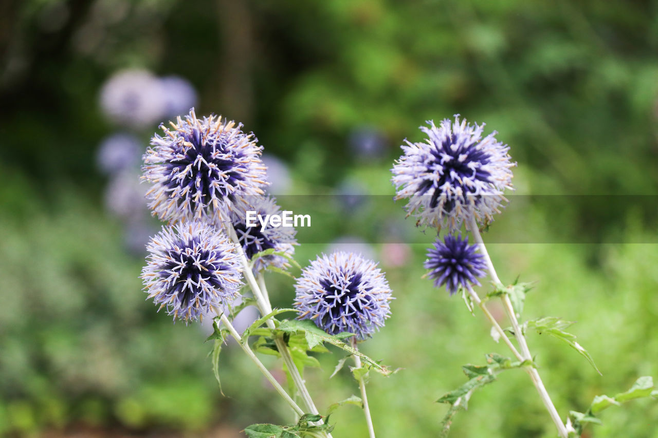 Close-up of purple flowering plant on field