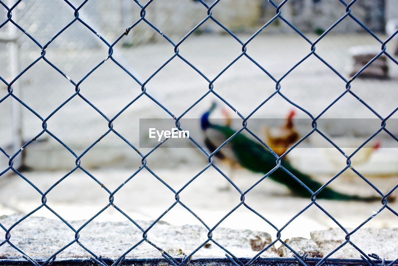 Birds seen through chainlink fence