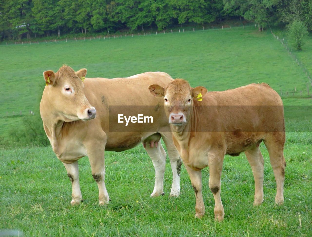 Cows on grassy field