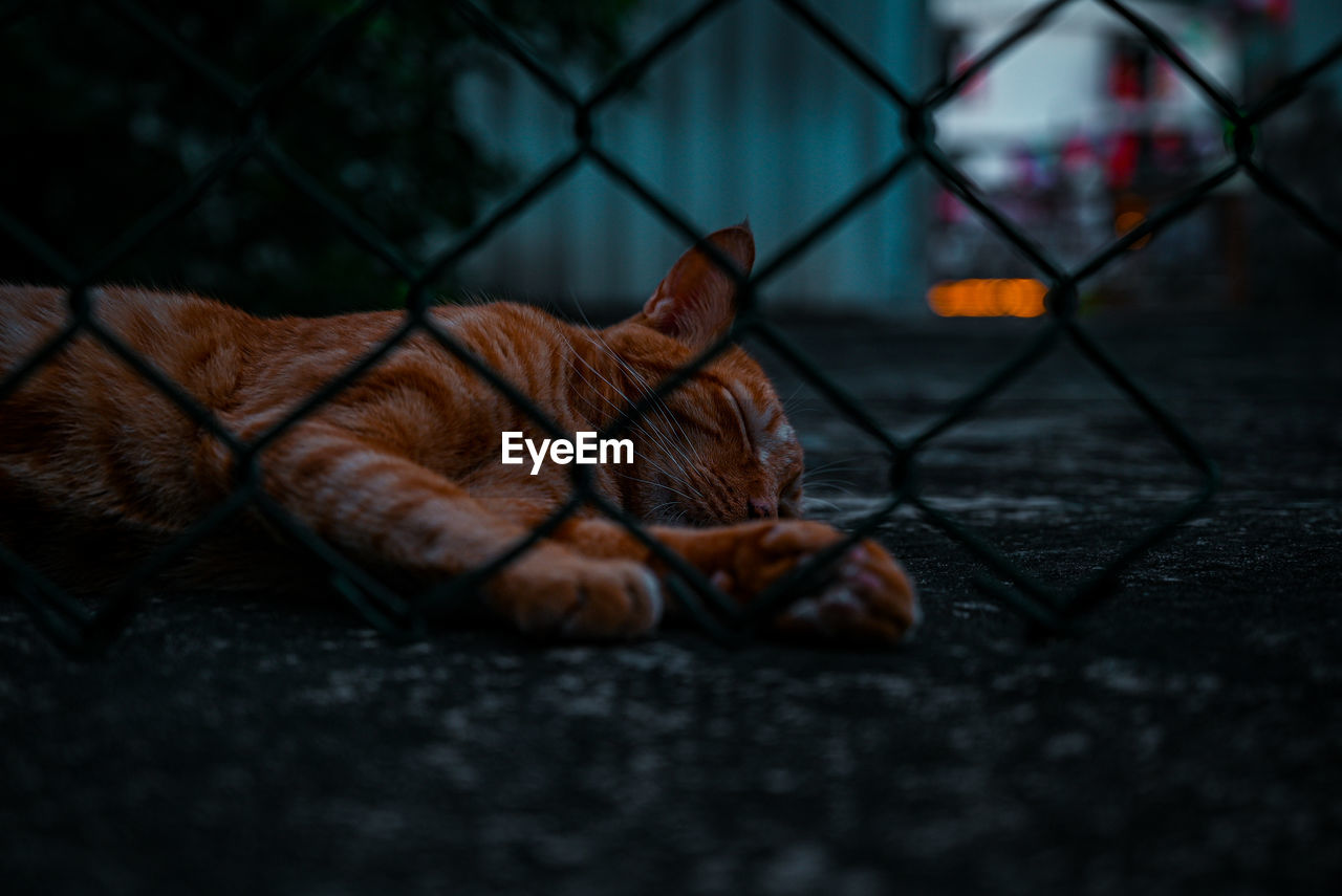 Close-up of a cat sleeping