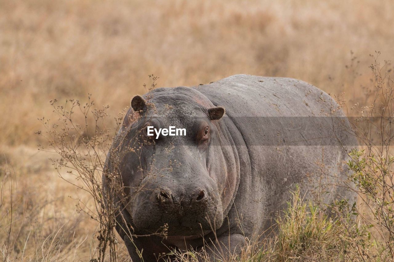 Close-up of hippopotamus by plants at forest