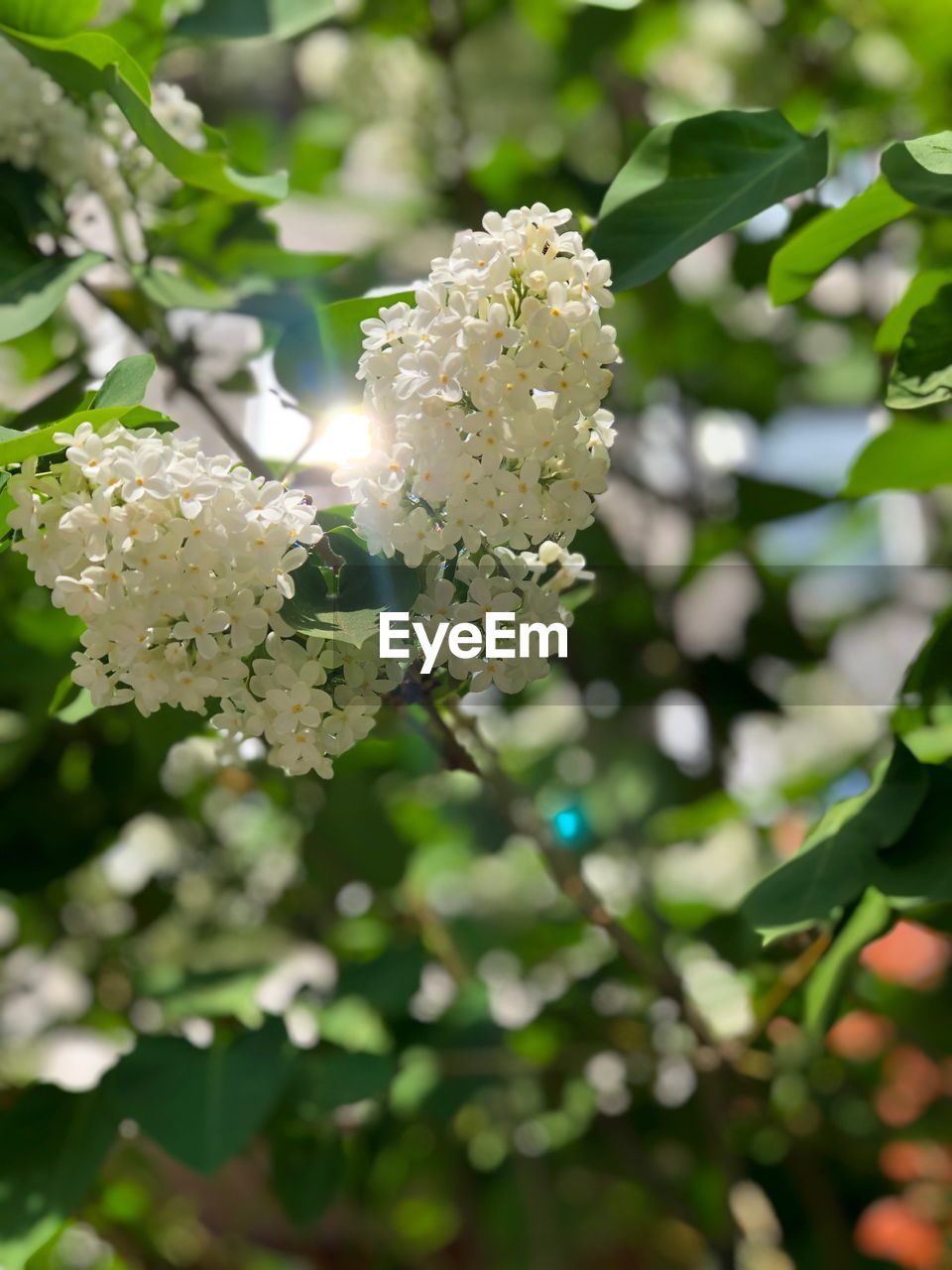 CLOSE-UP OF WHITE FLOWERING PLANT AGAINST TREE
