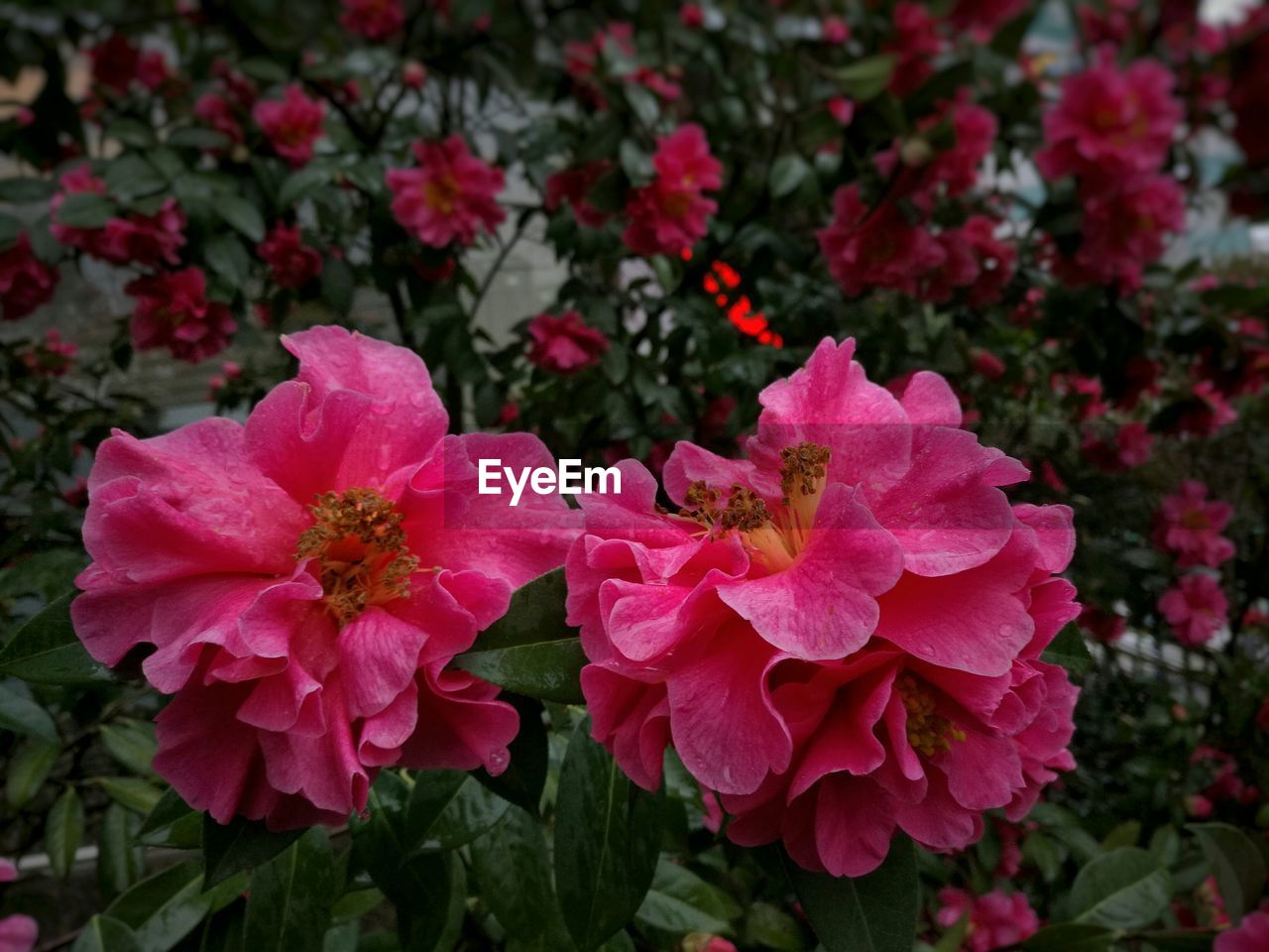 CLOSE-UP OF PINK FLOWERS