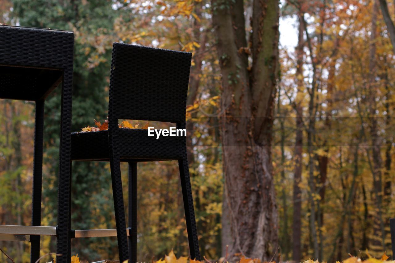 View of chairs in forest