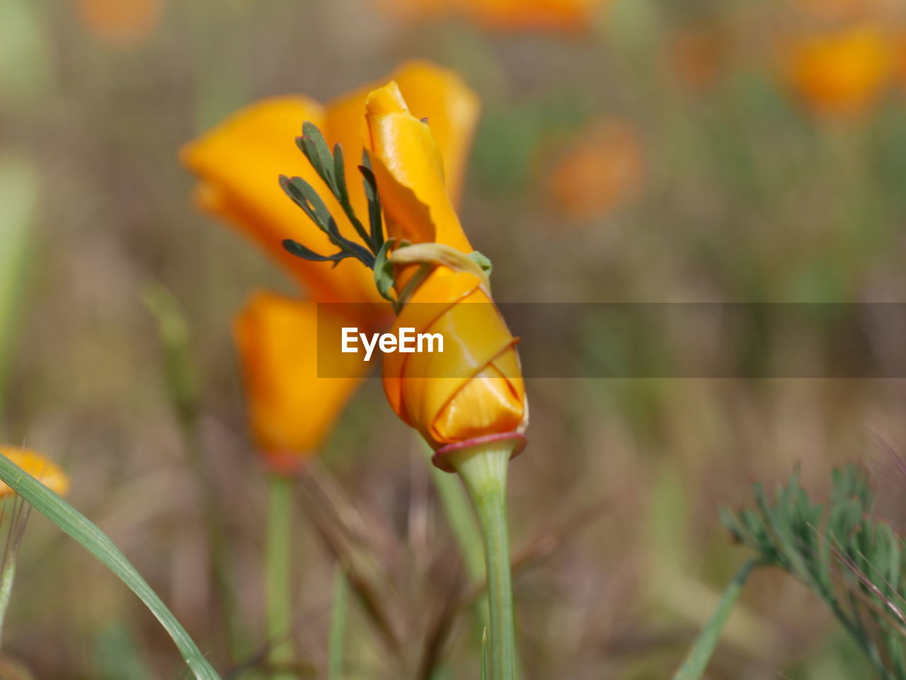 Close-up of yellow flowering plant on field