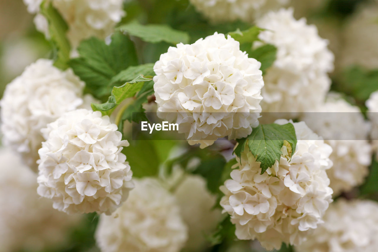 CLOSE-UP OF WHITE FLOWERING PLANT WITH FLOWERS