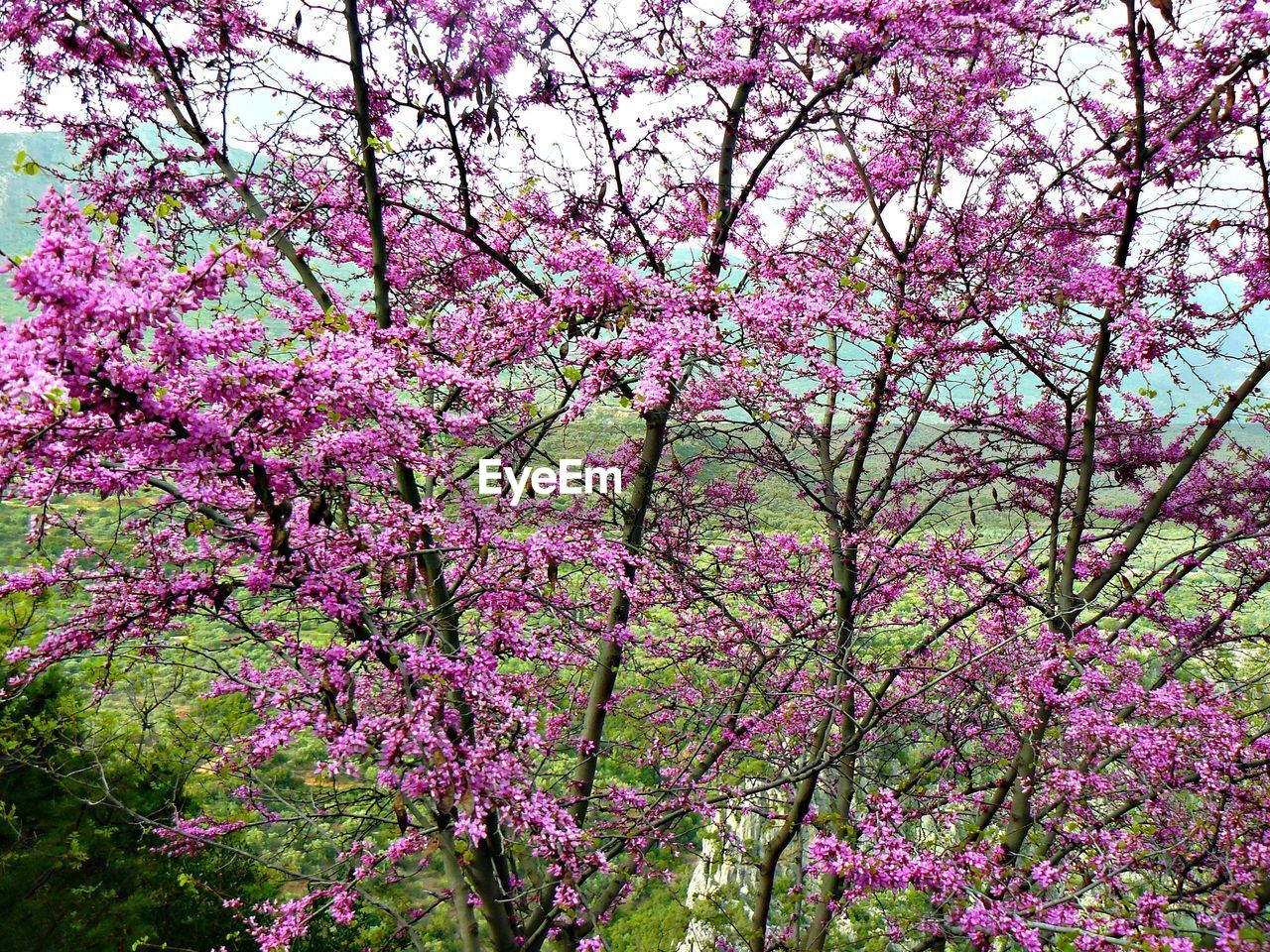 CLOSE-UP OF PINK FLOWERS BLOOMING IN TREE