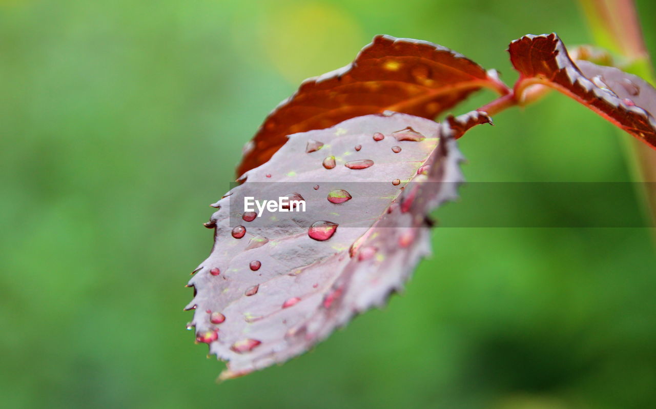 Close-up of wet red leaves on plant during autumn