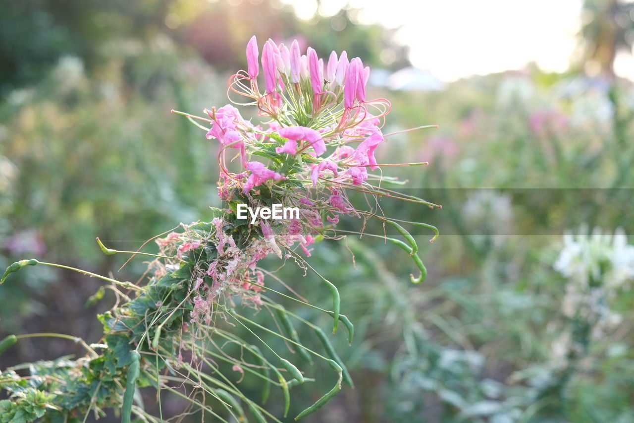 CLOSE-UP OF PURPLE FLOWERS GROWING OUTDOORS