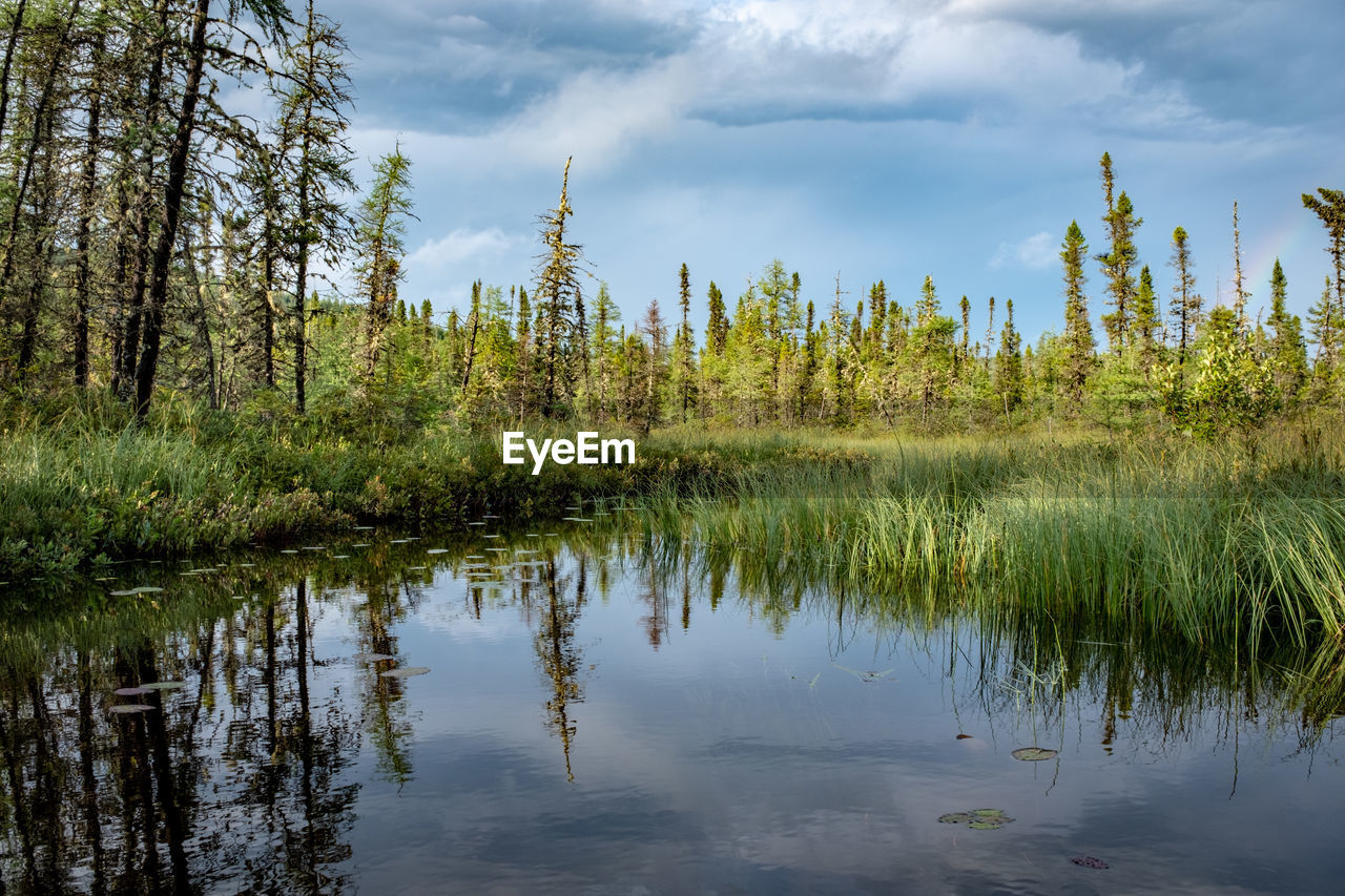 REFLECTION OF TREES IN LAKE