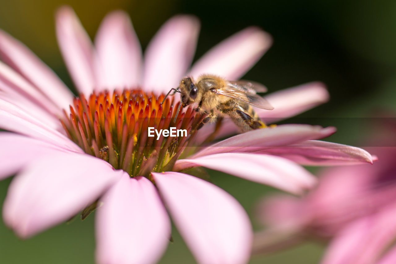 Close-up of bee pollinating on flower