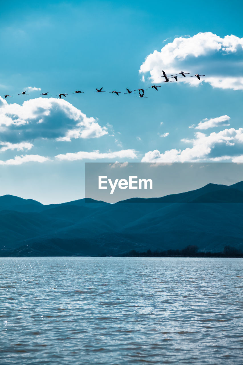 Pink flamingos flying over kerkini lake and mountains