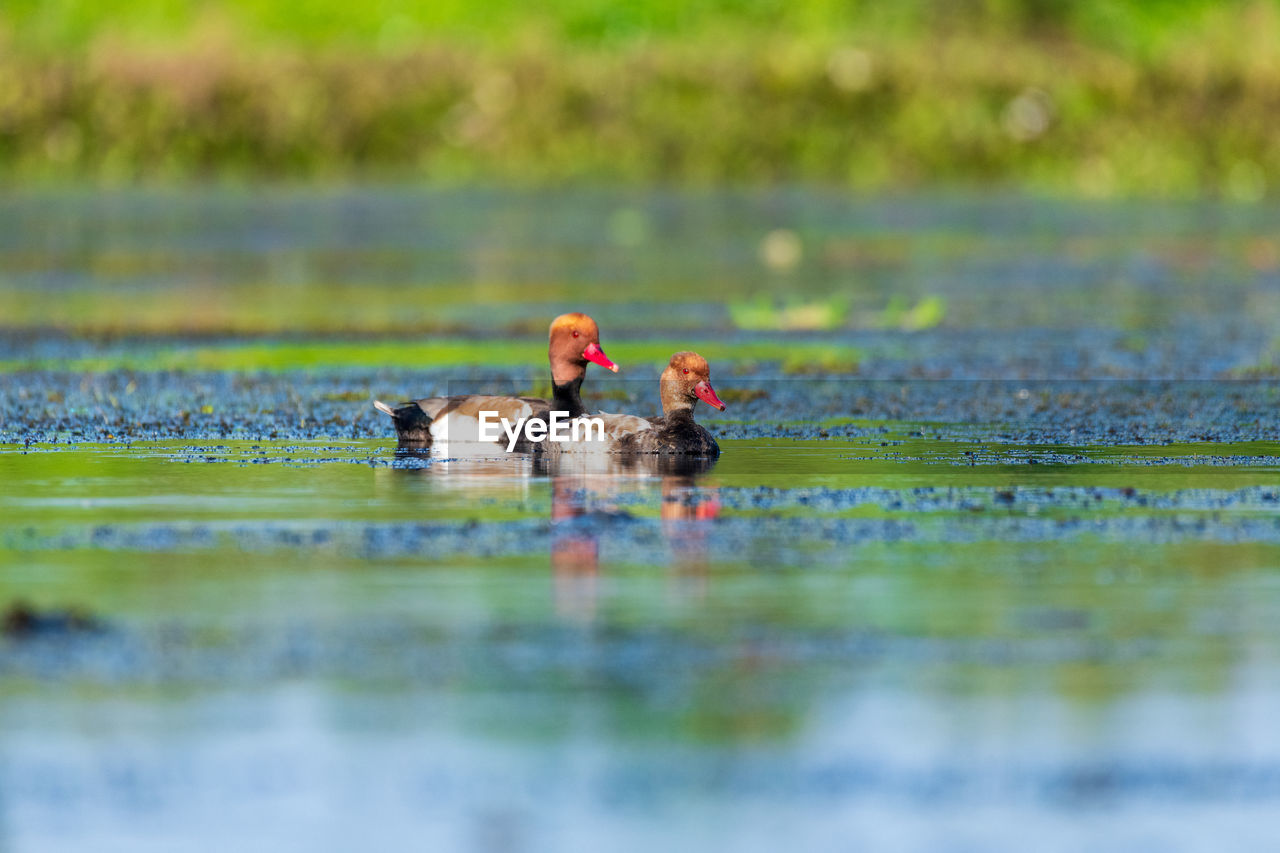 MEN SWIMMING ON LAKE