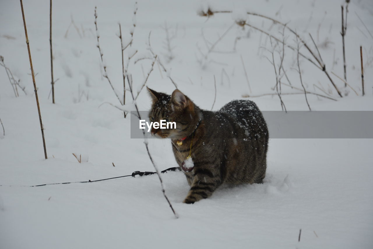CAT ON SNOW COVERED FIELD
