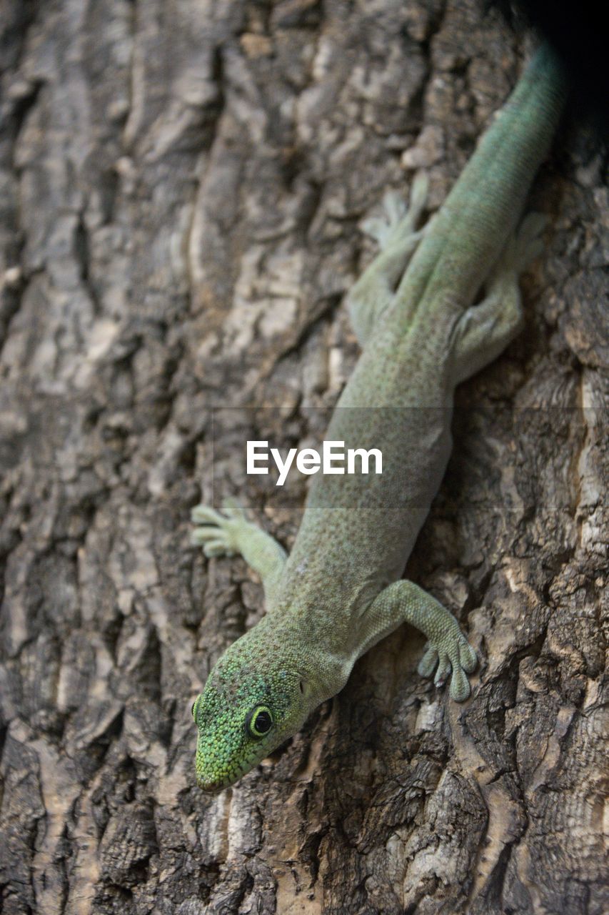 close-up of lizard on tree