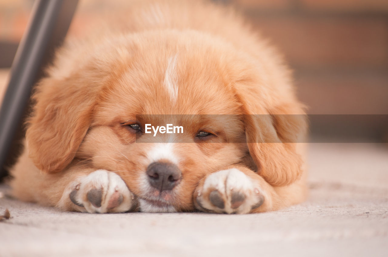 Close-up of puppy lying on footpath