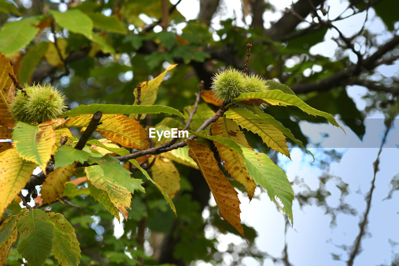 LOW ANGLE VIEW OF FRESH LEAVES ON TREE